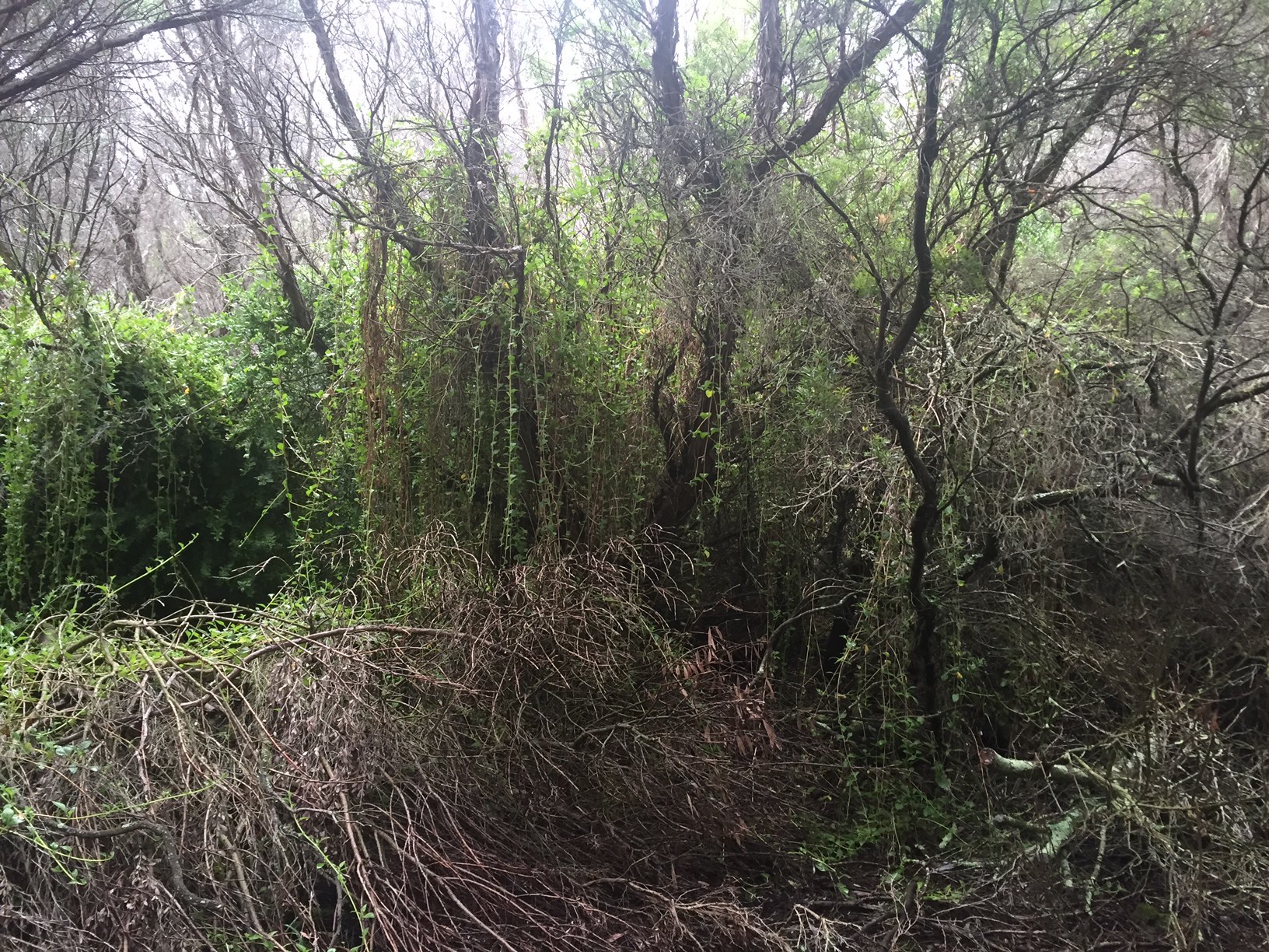Cape Otway Lighthouse trail