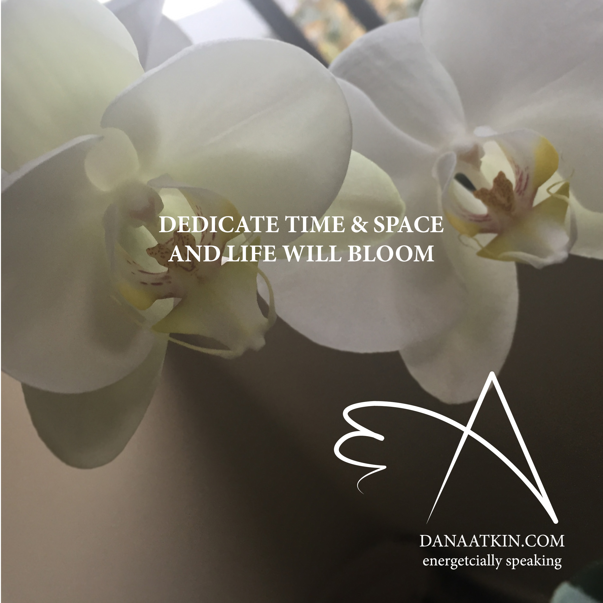 dedication-to-bloom-dana-atkin